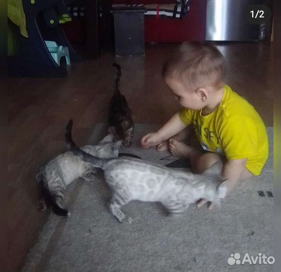Снежные бенгалы