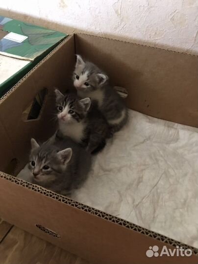 Котята в добрые руки