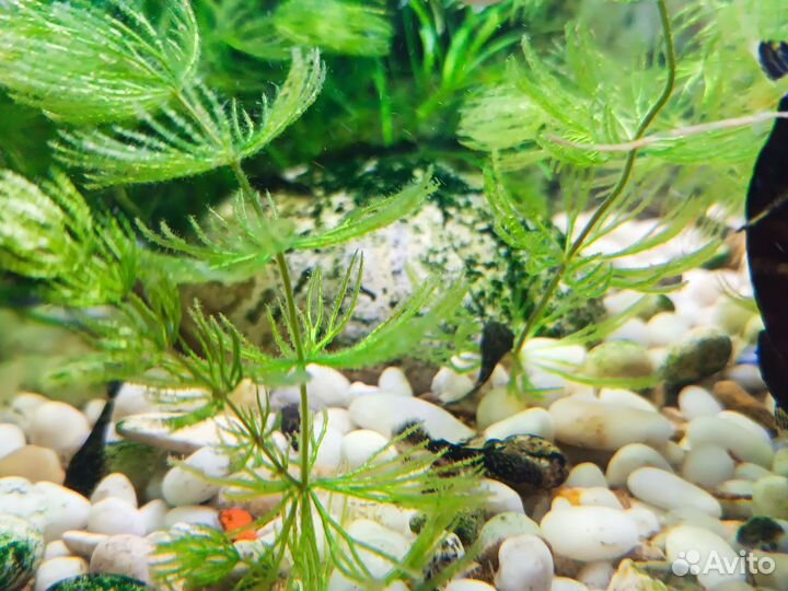 Сомики анциструсы