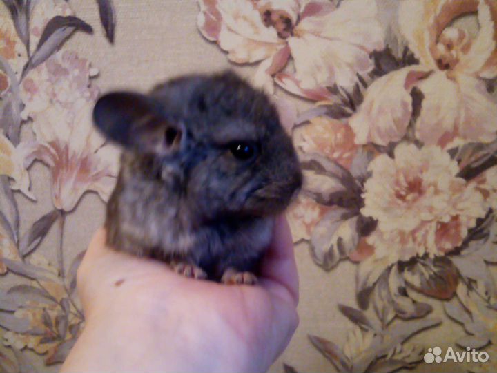 Шиншиллята