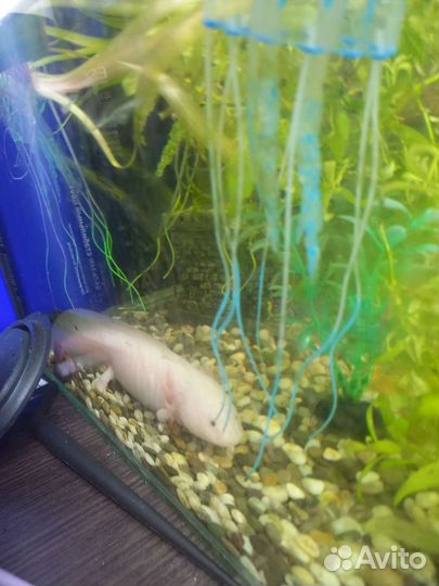 Аквариум