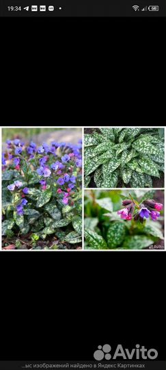 Тимьян (чабрец). Медуница