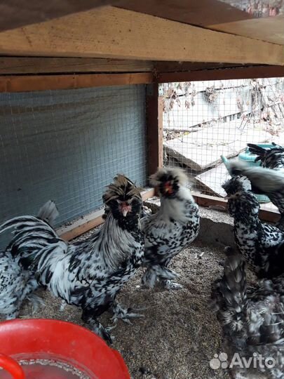 Петухи Павловское серебро