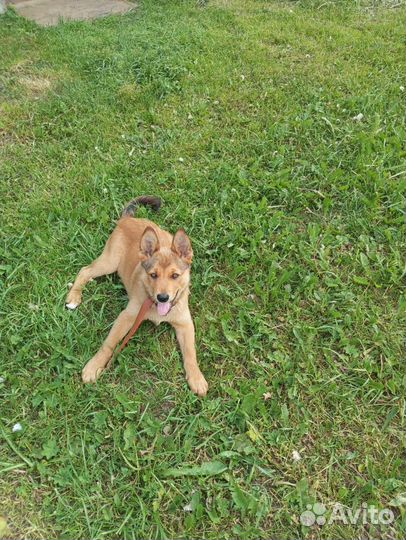 Щенок в добрые руки бесплатно