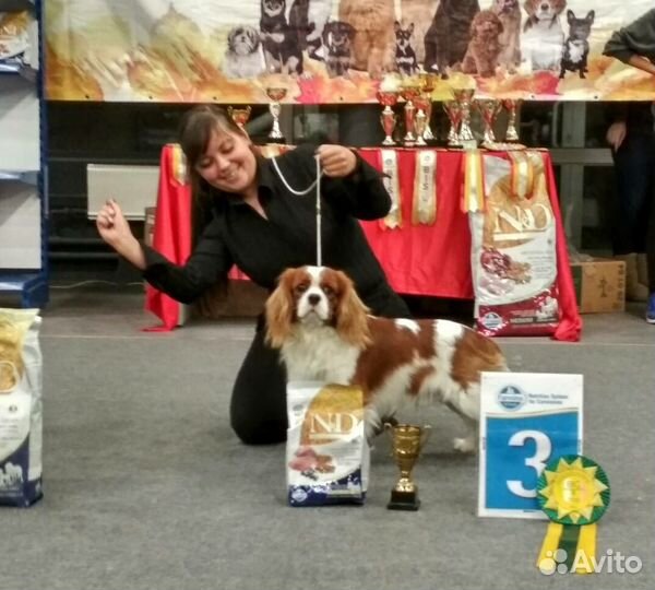 Кавалер Кинг Чарльз Спаниель вязка