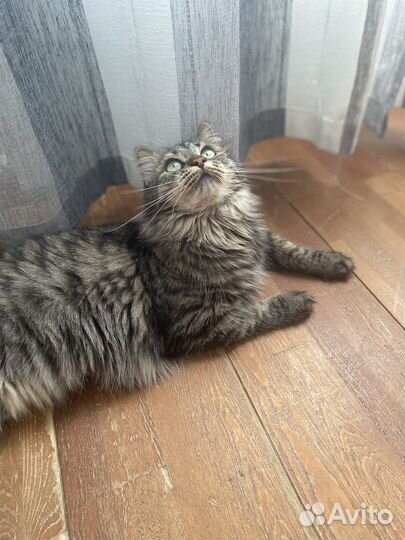 Сибирская кошка