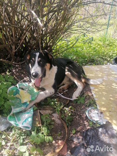 Помогите спасти собаку