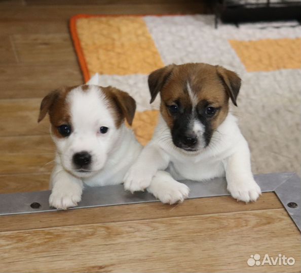 Джек Рассел терьер