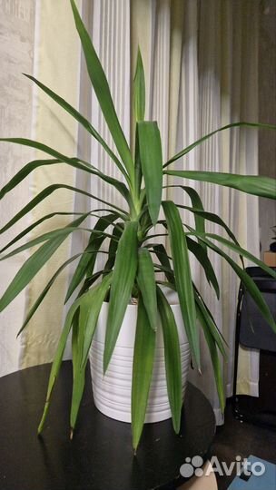 Пальма юкка