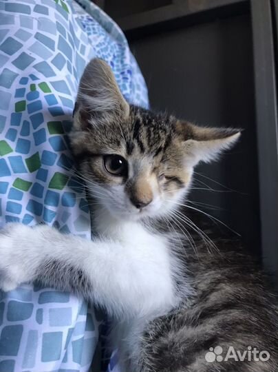 Котенок мальчик особенный бесплатно
