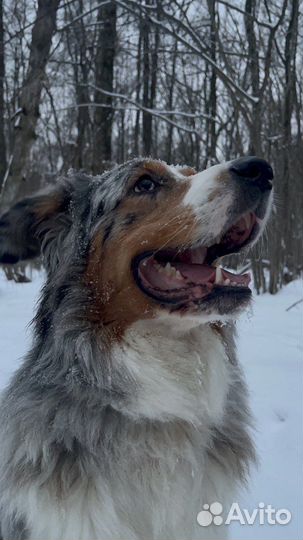 Вязка.Кабель австралийской овчарки (Аусси) 2 г