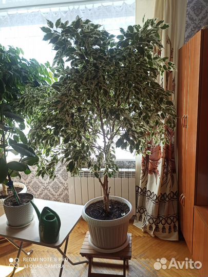 Фикус бенджамина большой