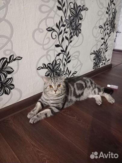 Шотландский кот вязка