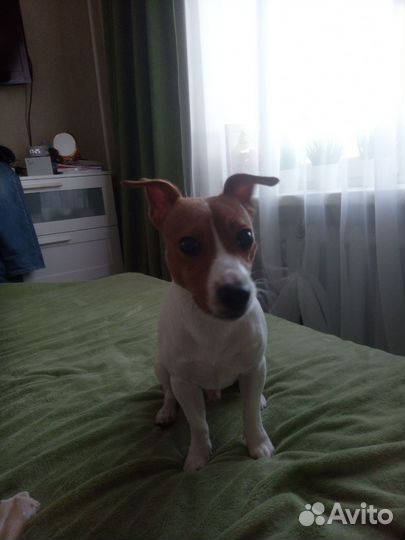 Вязка джек Рассел терьер