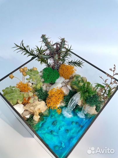 Флорариум суккуленты