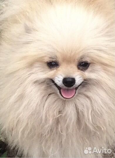 Шпиц мишутки