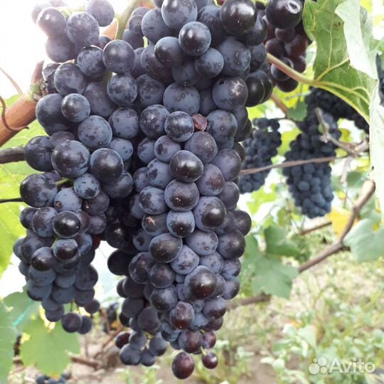 Саженцы и черенки винограда