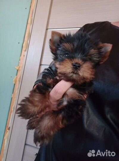 Йоркширский терьер мини беби фейс