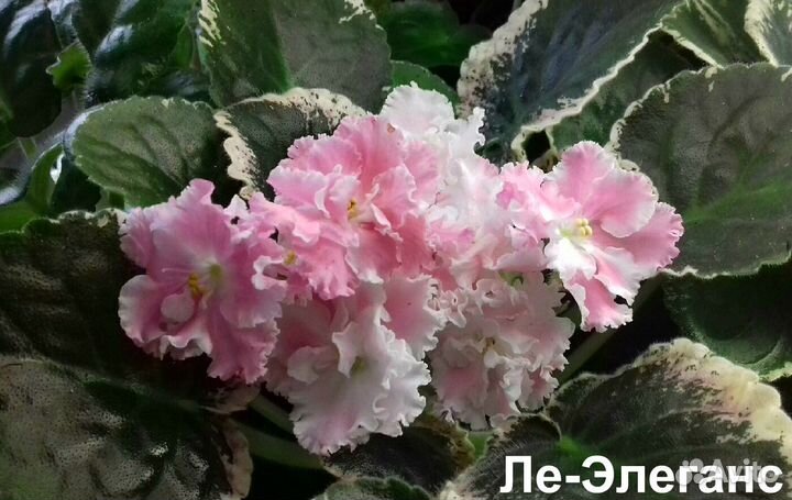 Цветы фиалки