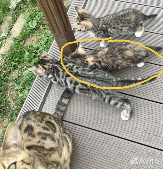 Бенгальская