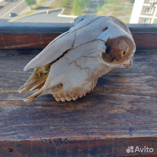 Череп косули