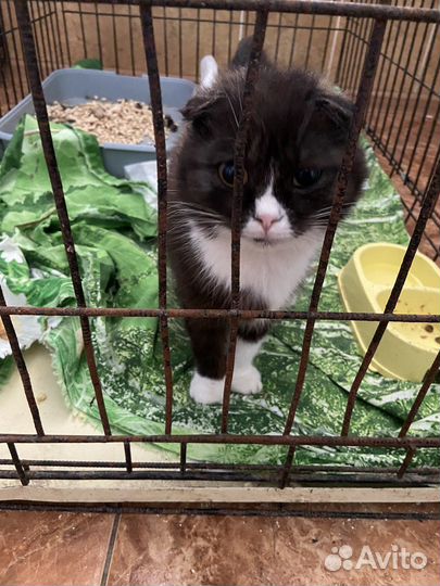 Кошка в дар