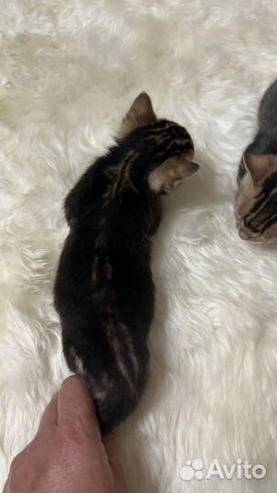 Бенгальские котята