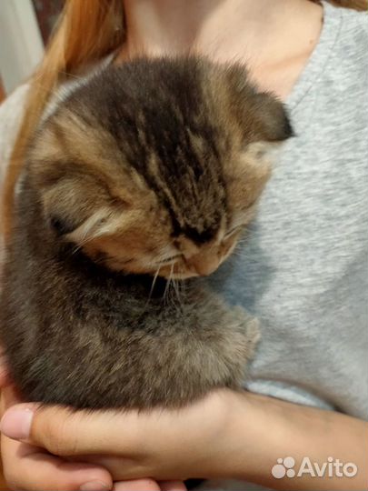 Шотландские вислоухие котята тикированные