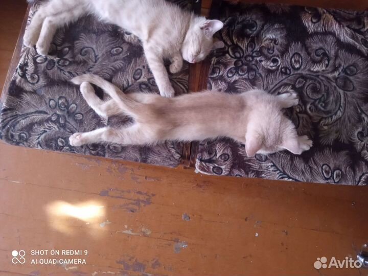 Котята в добрые руки бесплатно