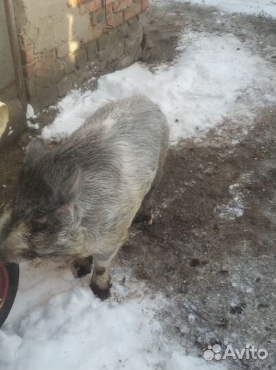 Домашние животные