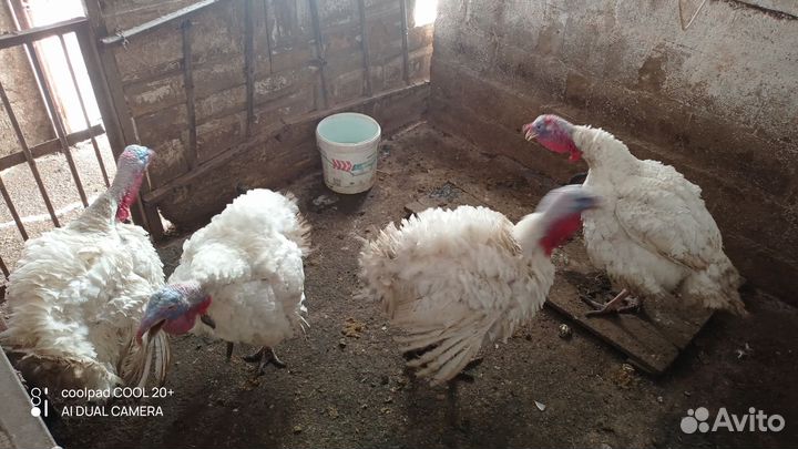 Индюки домашние на мясо