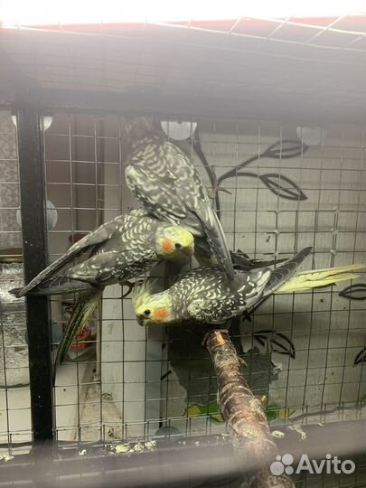 Молодые кореллы