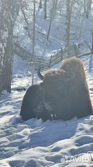 Индивидуальные экскурсии Алтай Манжерок