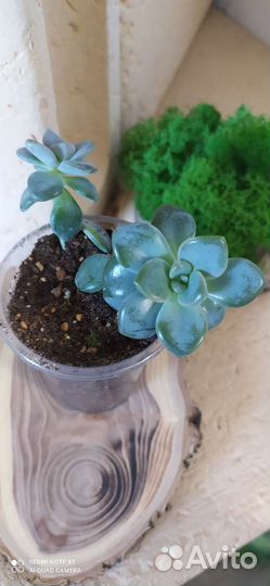 Суккуленты