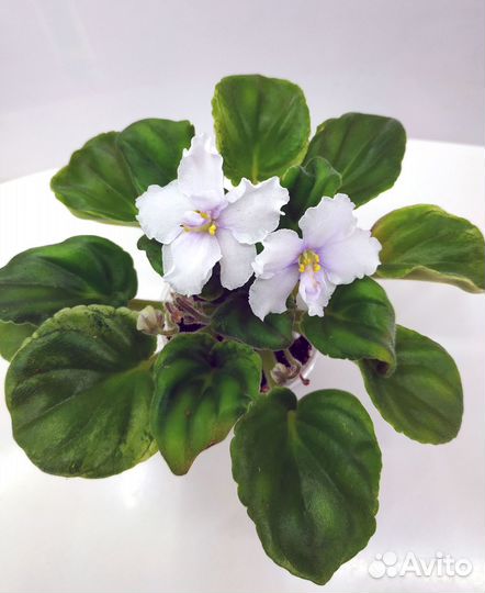 Фиалочки цветущие