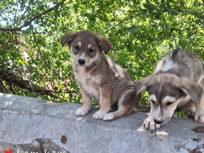 Щенок в добрые руки