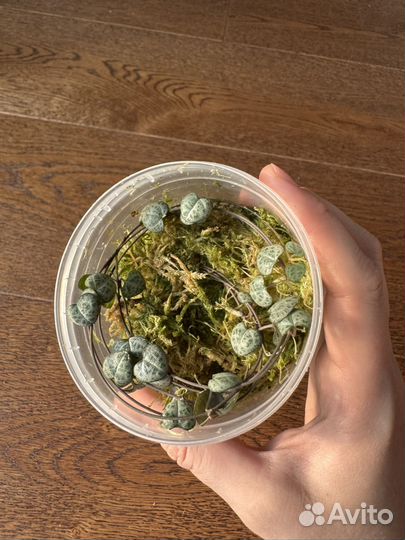 Церопегия Вуда