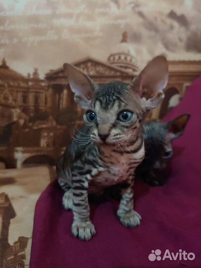 Донской сфинкс