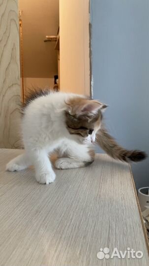 Котенок в добрые руки