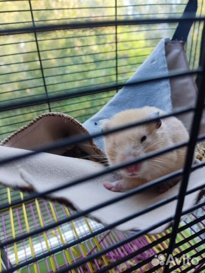 Сирийский хомяк с клеткой бесплатно