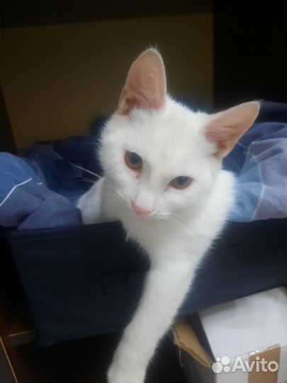 Белый котик