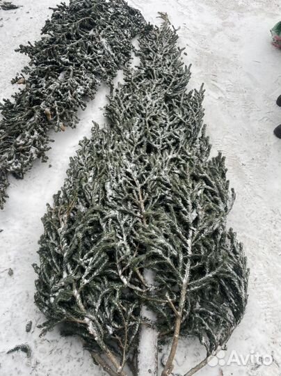 Пихта новогодняя (опт, розница) предзаказ