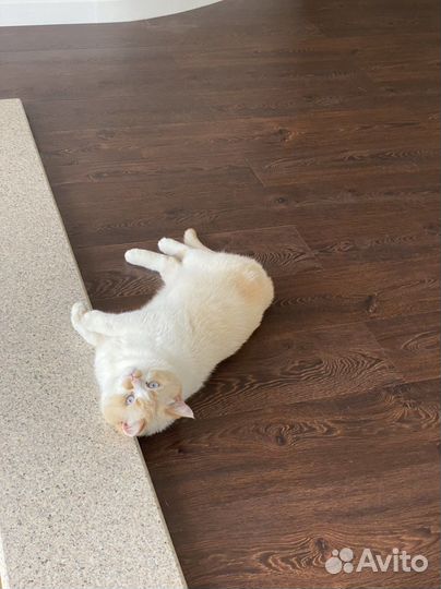 Кот британский