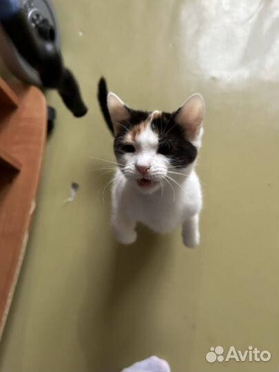 Котя в добрые руки