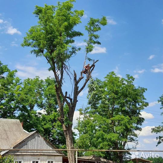 Расчистка участка от деревьев,кустарников