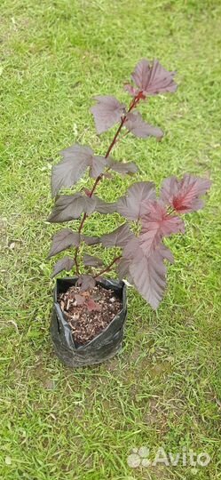 Декоративные кустарники