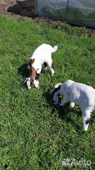 Продаются козочки