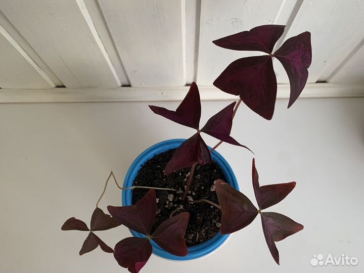 Кислица оксалис