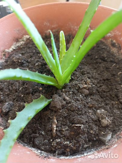 Алоэ лечебный