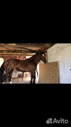 Продам жеребца
